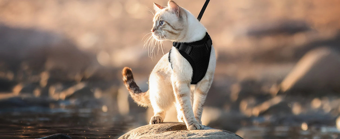 Escape Proof Cat Harness