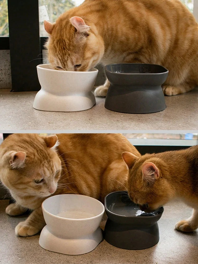 cat water and food feeder